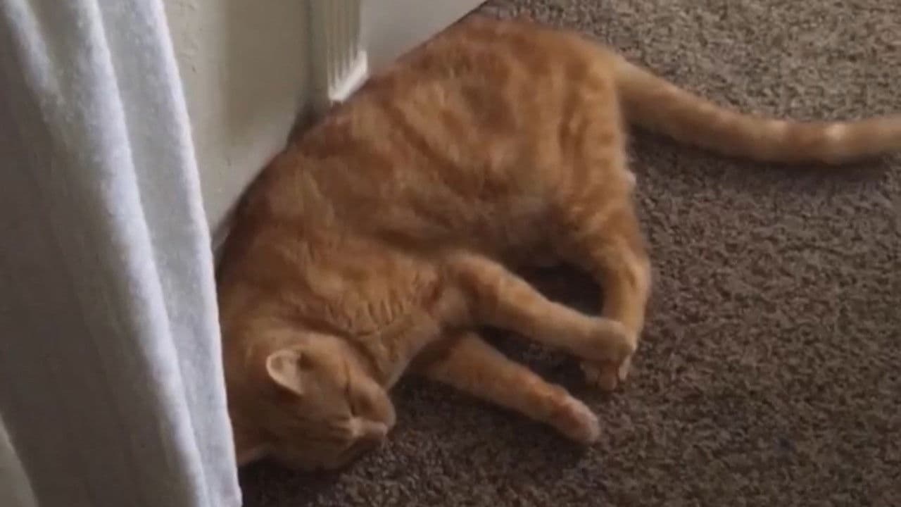 The Adventures of Murphy the Cat #3