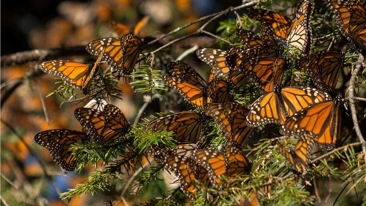 Mexique, les gardiens de la forêt