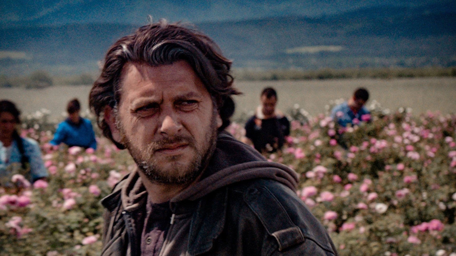 Damascena: The Transition