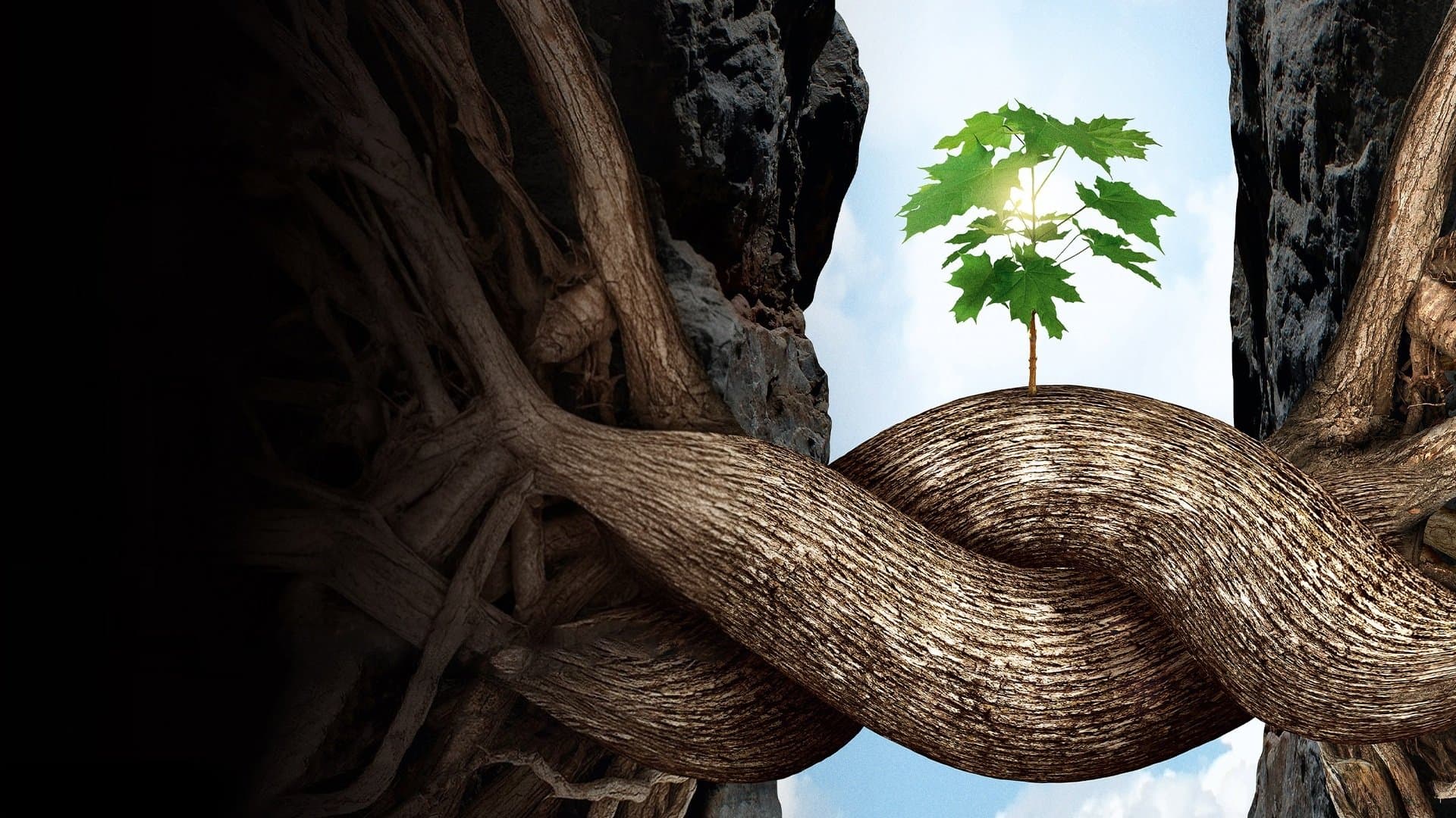 L'intelligence des Arbres