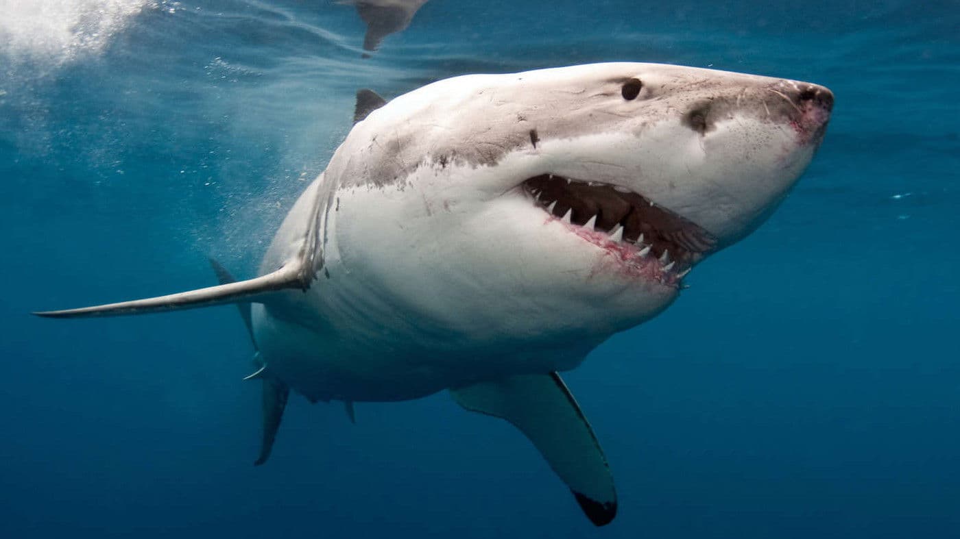 Le super prédateur des mers