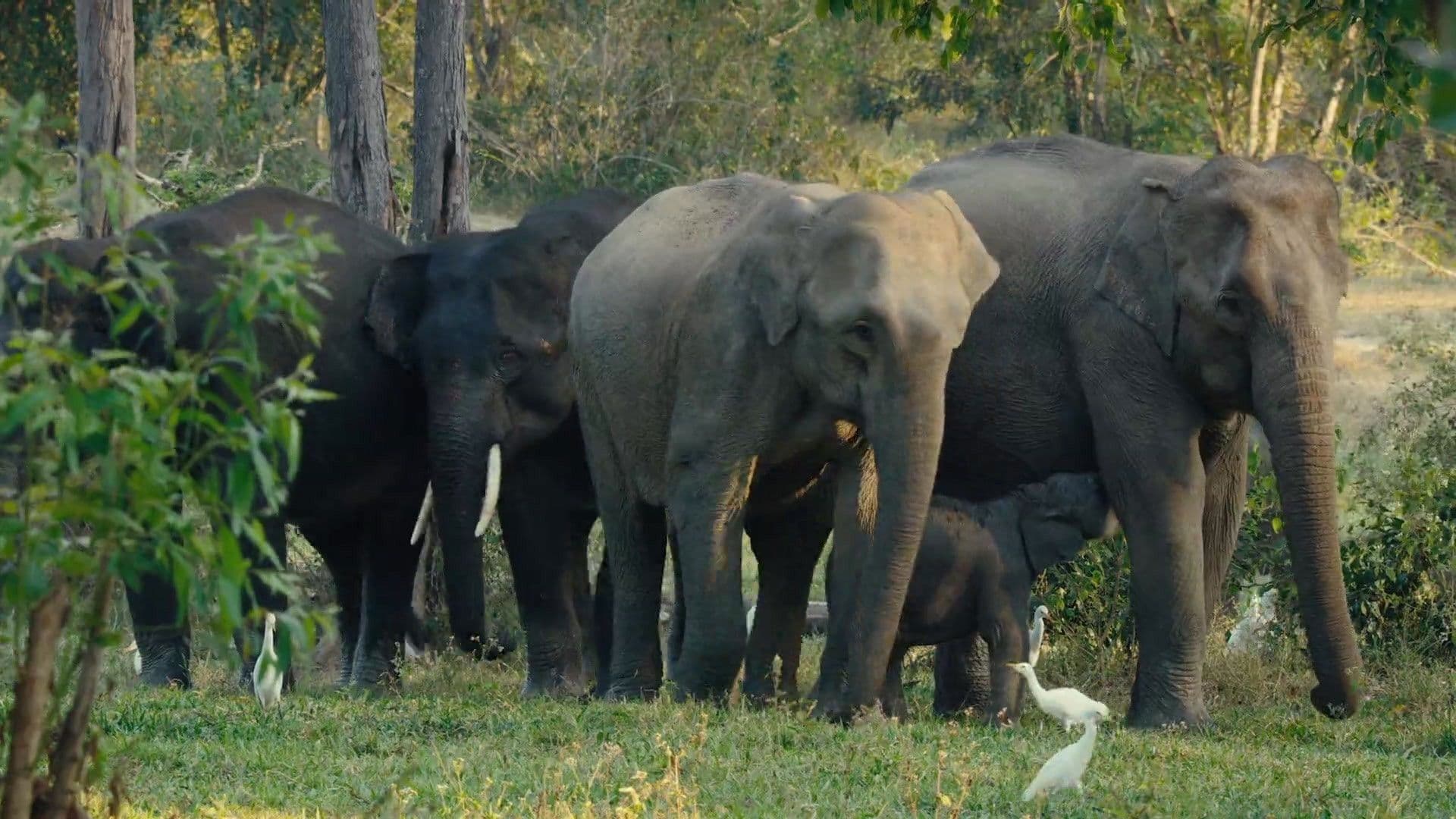 Kui Buri, un écrin sauvage en Thaïlande