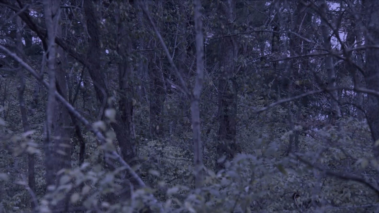 Sometime, Somewhere, in Bellwood