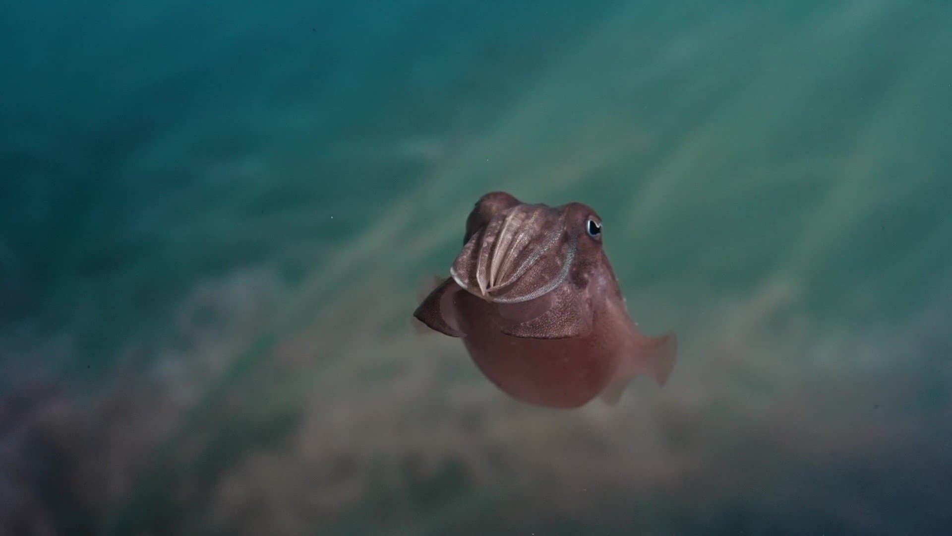 Sépia, l'odyssée d'une seiche