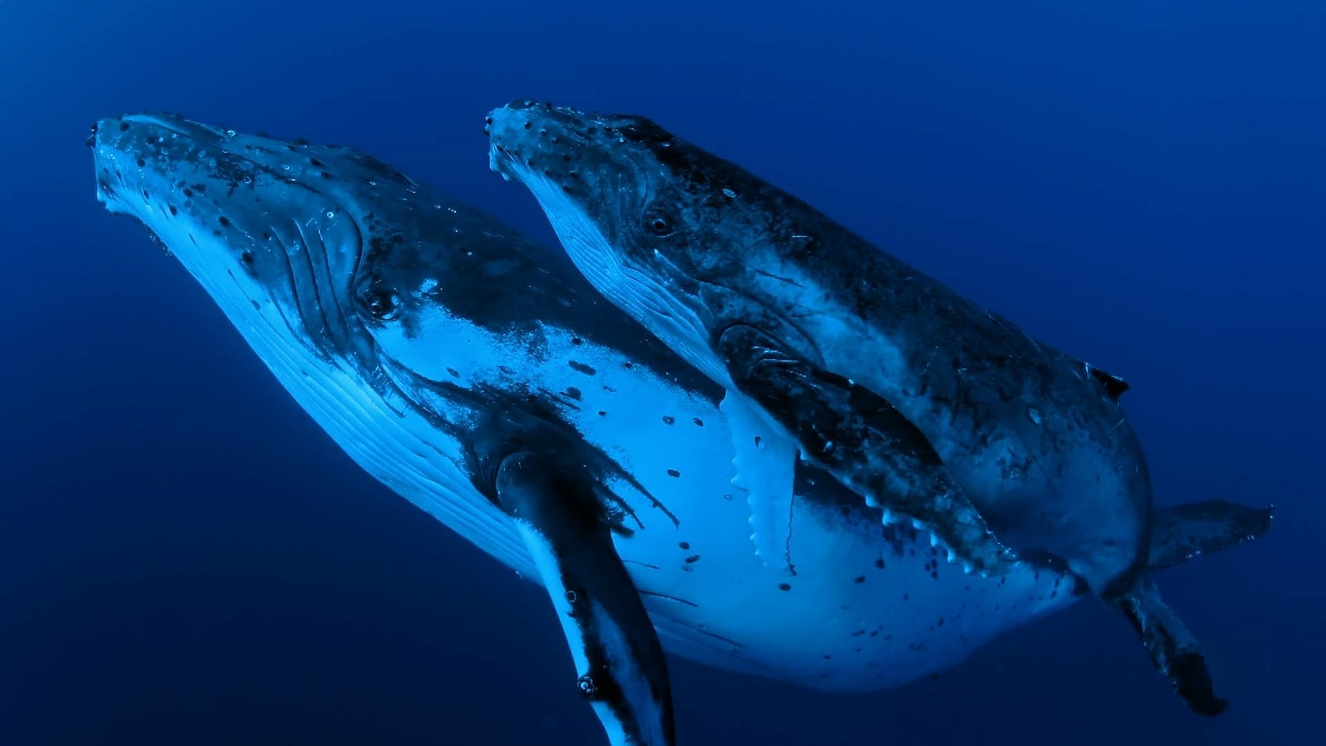 La sagesse des baleines