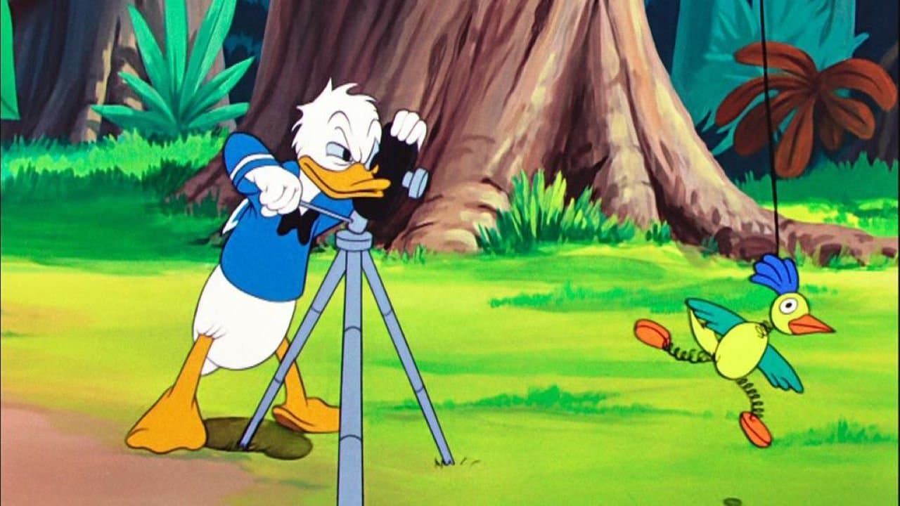 Le Clown de la Jungle