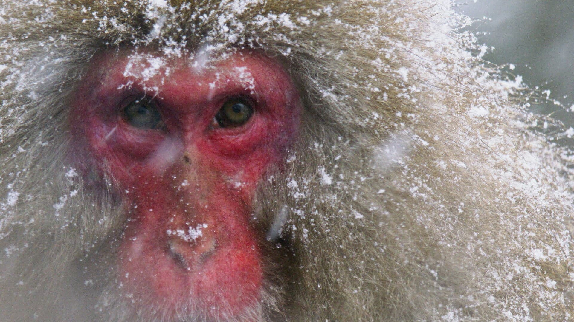Des singes en hiver : les macaques japonais