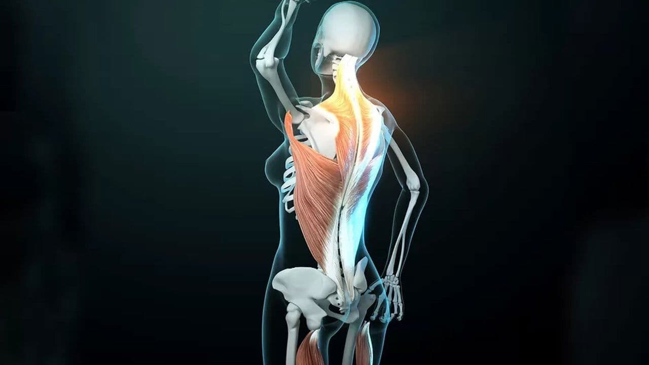 Fascinants fascias - Un monde mystérieux sous la peau