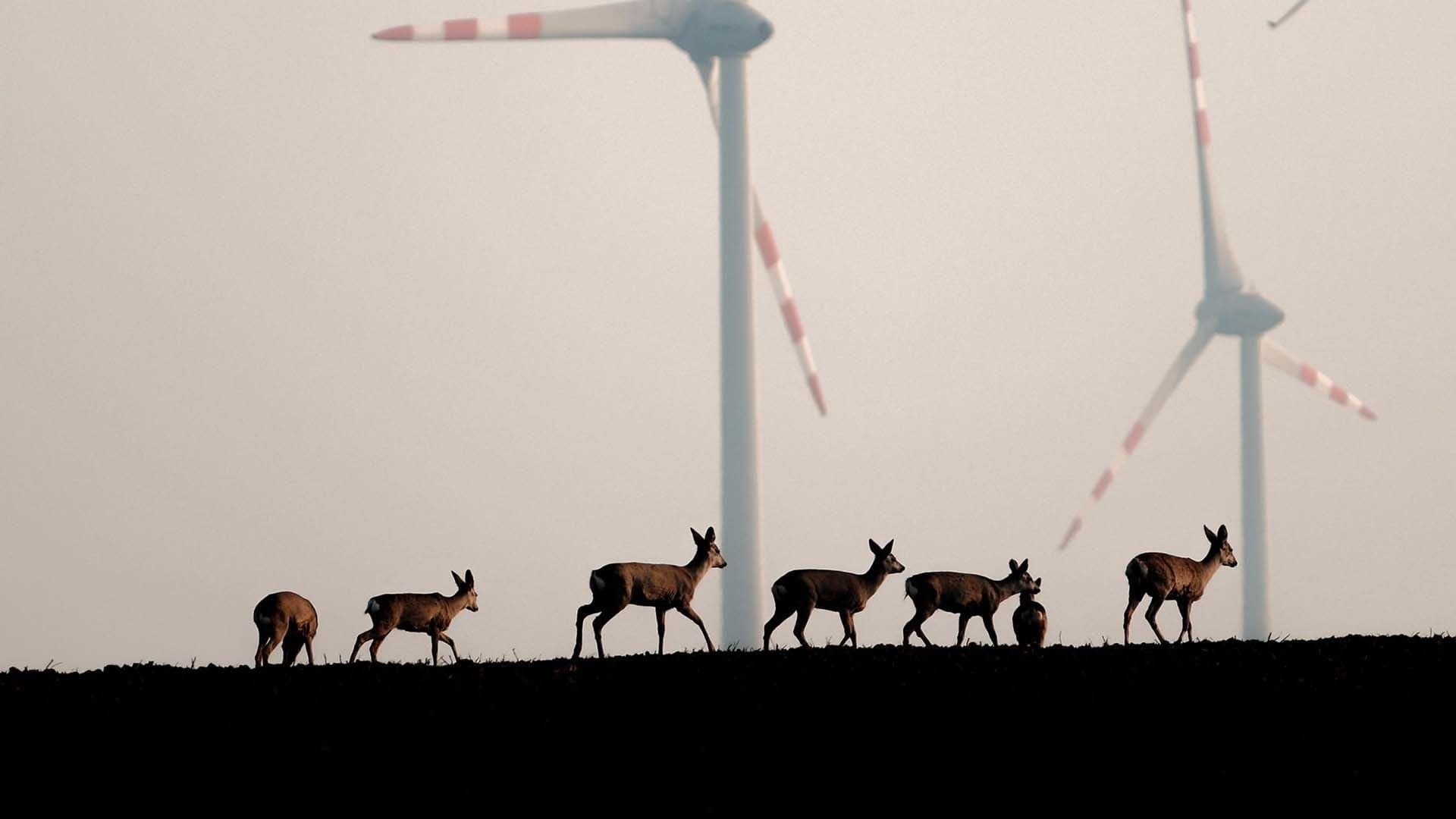 Animaux et humains, la Terre en partage