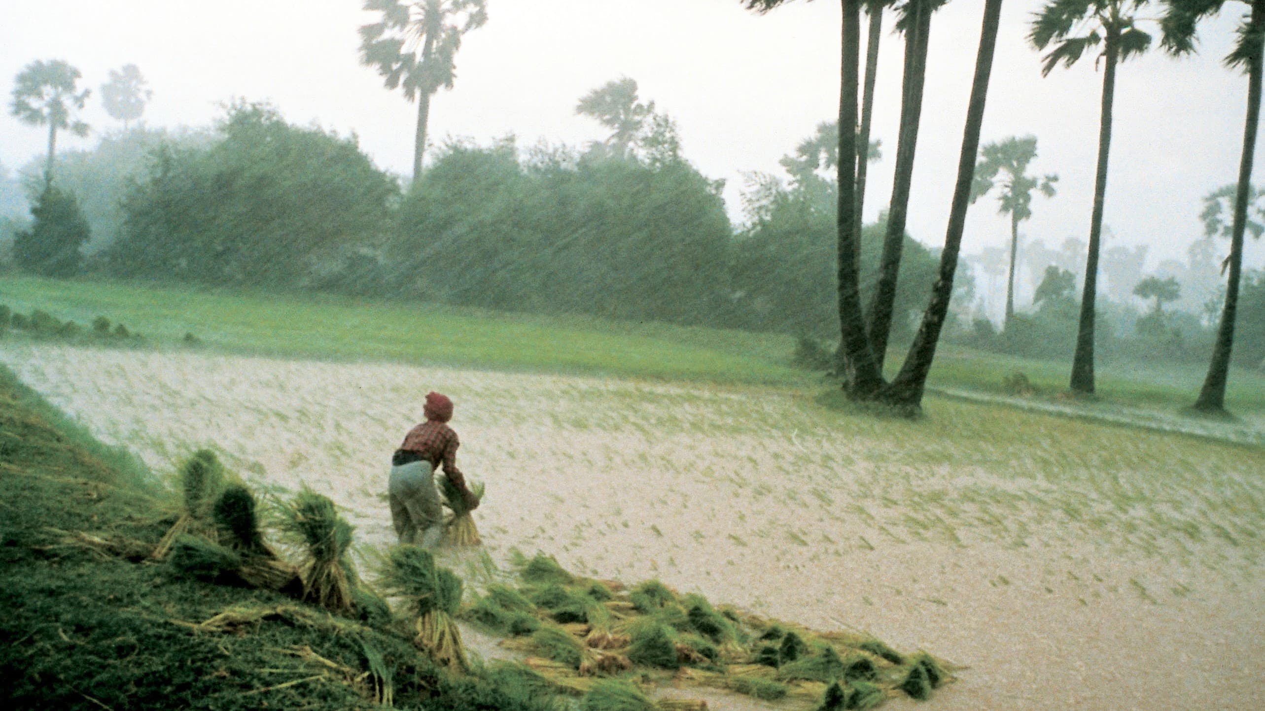 Les gens de la rizière