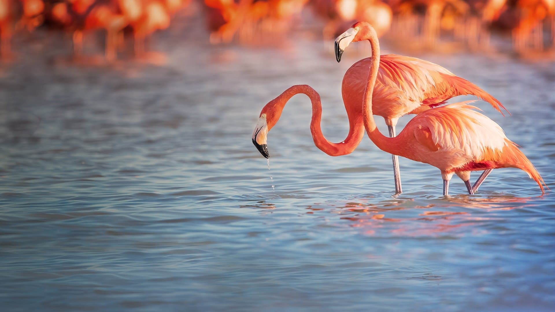 Planète des oiseaux