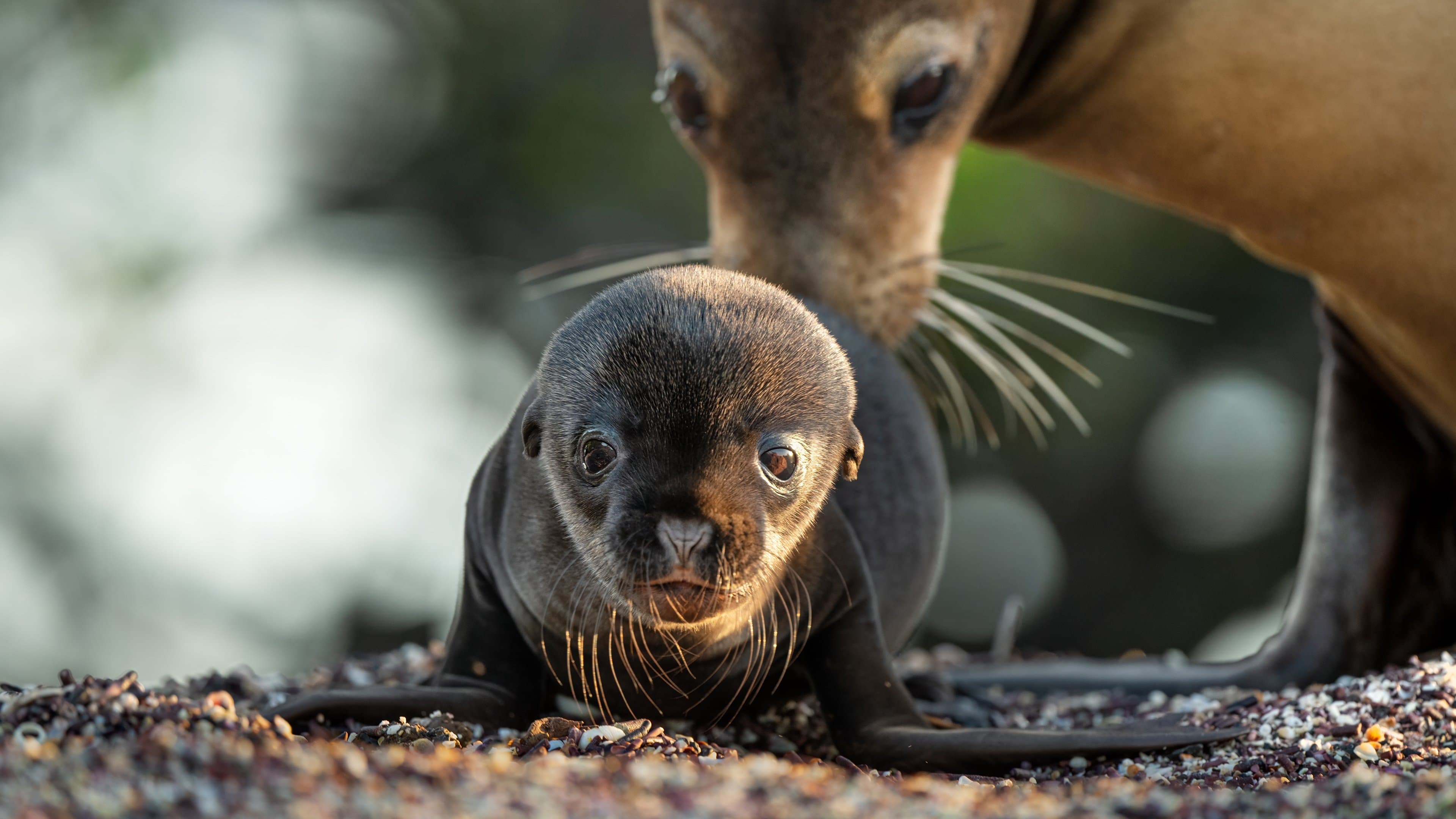 Otaries des Galápagos