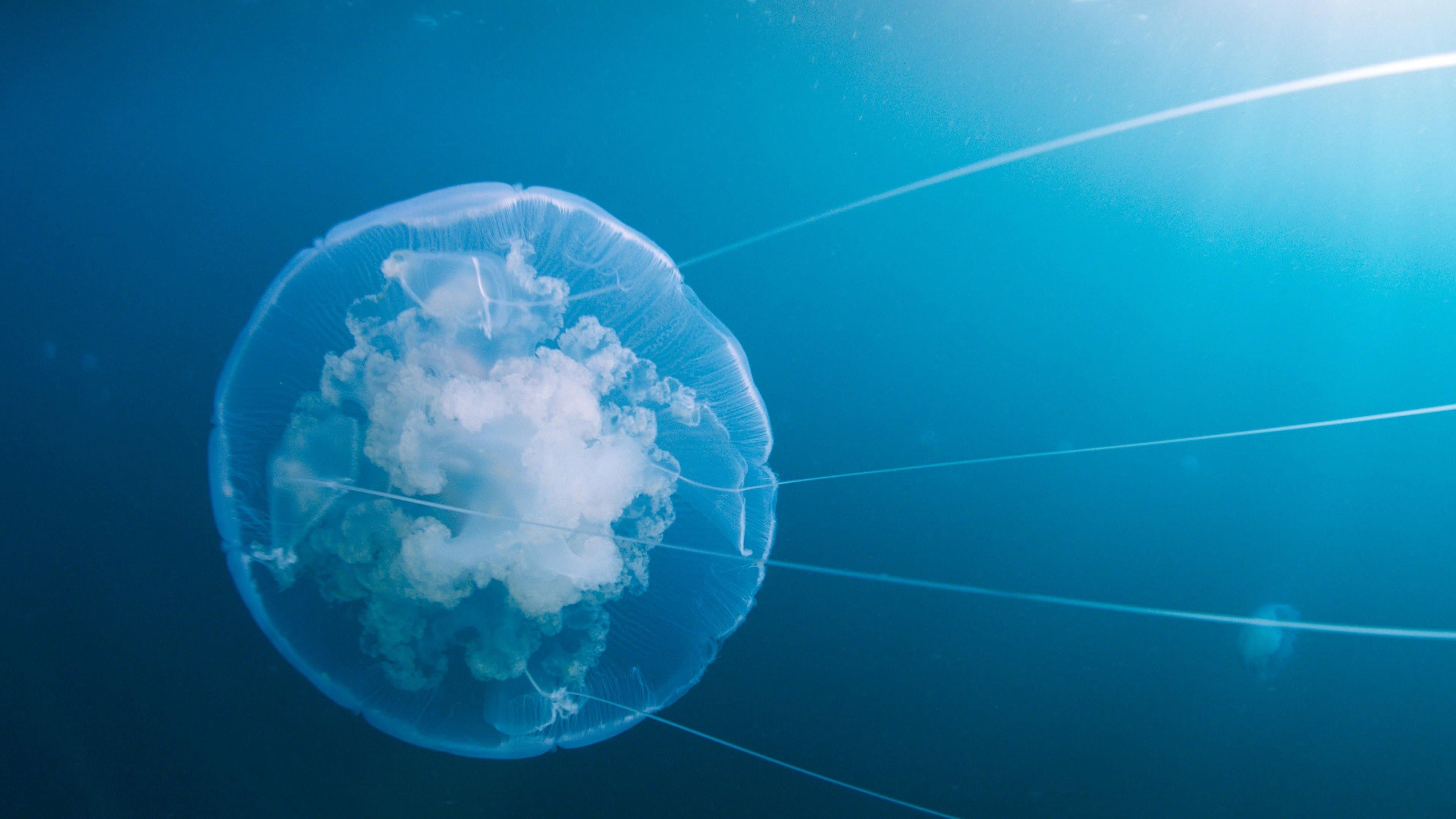 Voyage of Time : Au fil de la vie