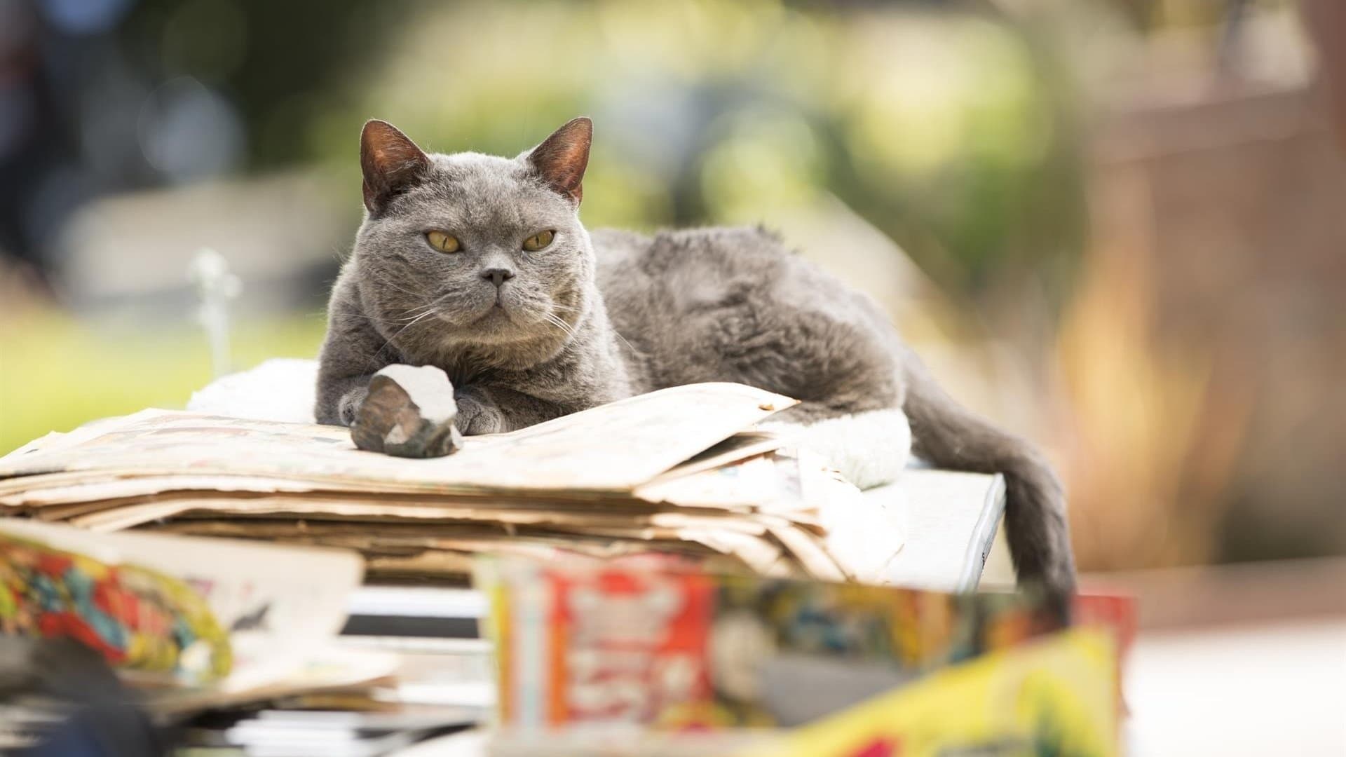 Qui A Tué Le Chat ?