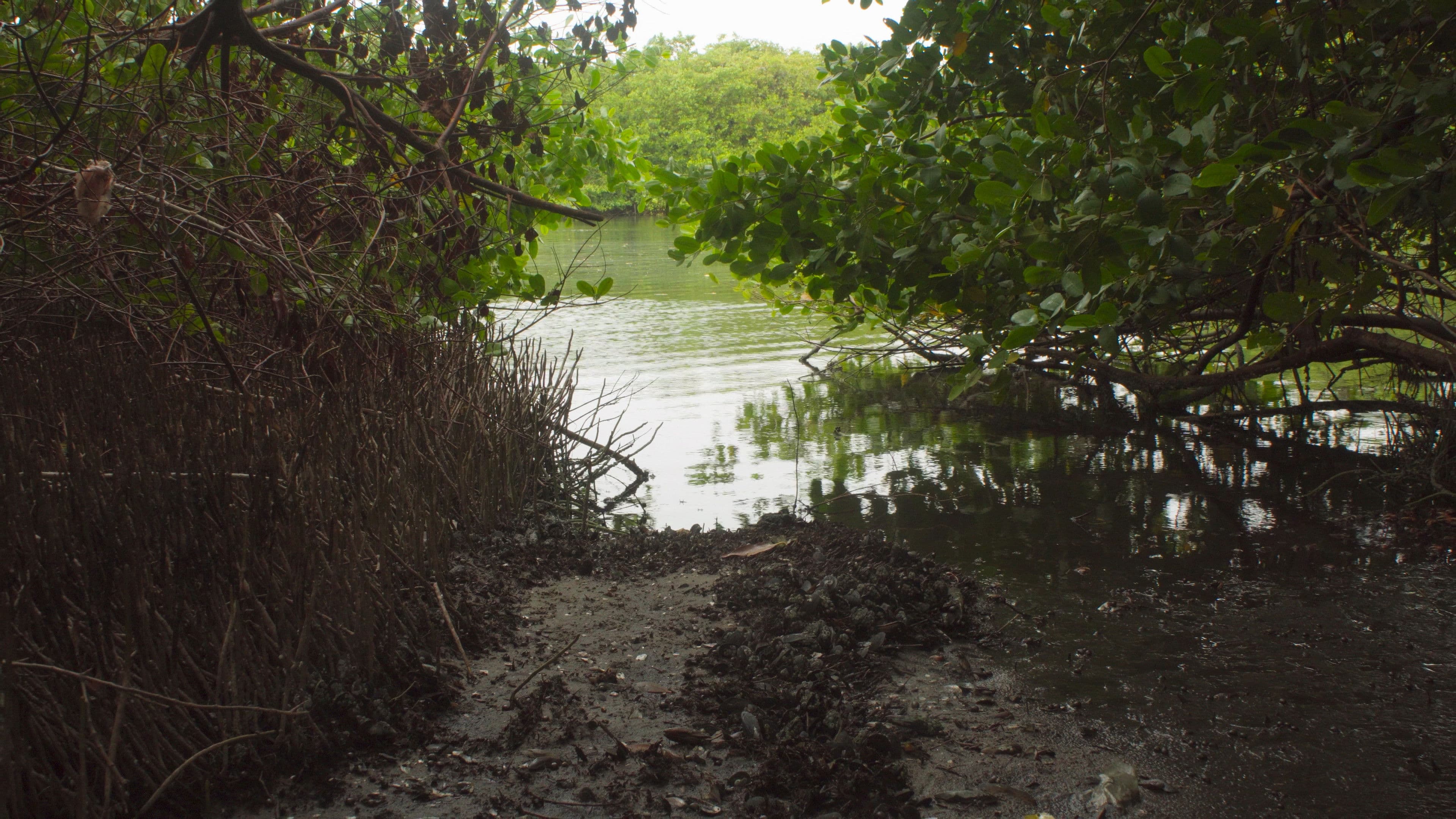 Akiechi Weimei, Mágico Manglar