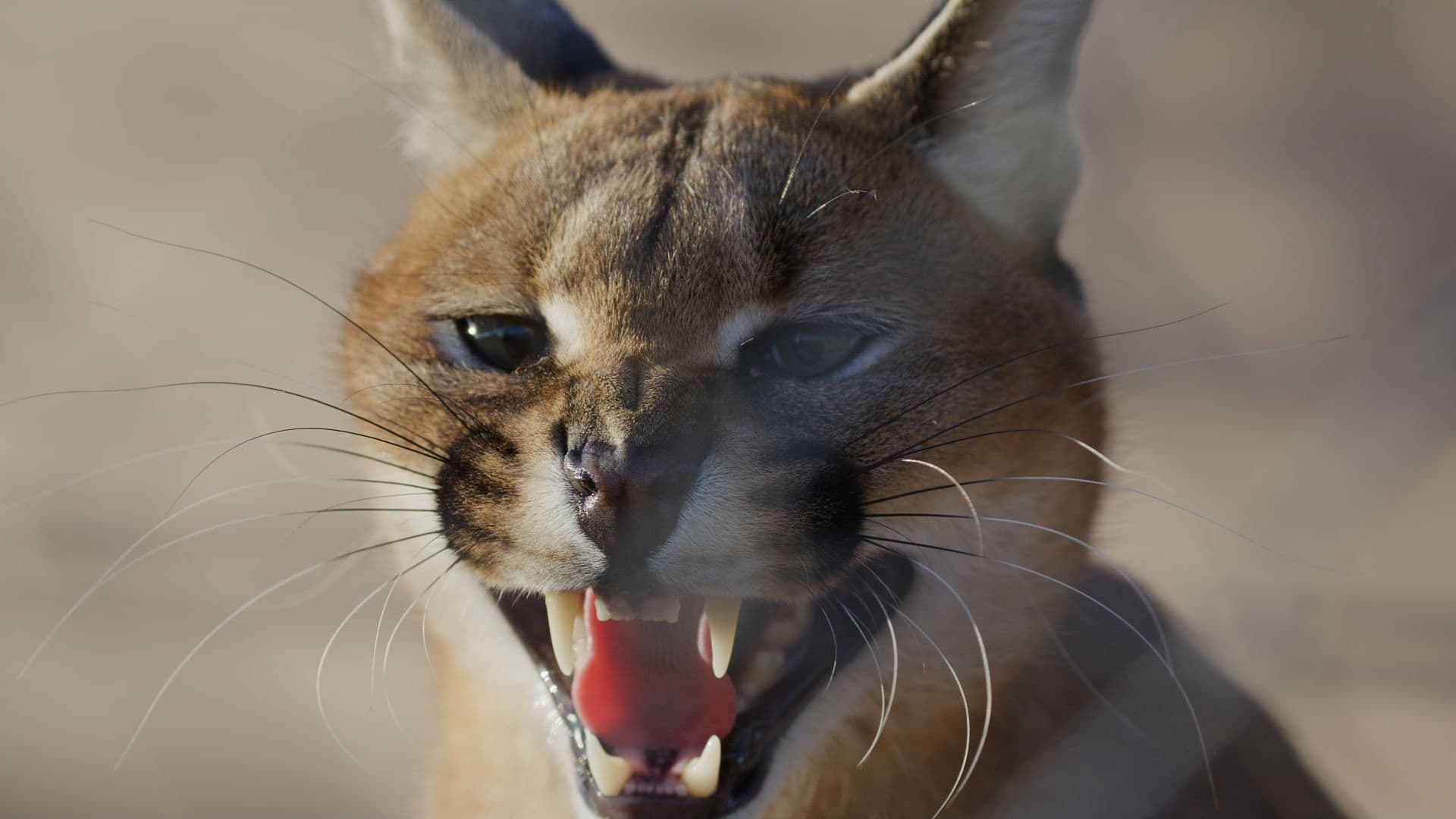 Caracal: La Société du chat solitaire