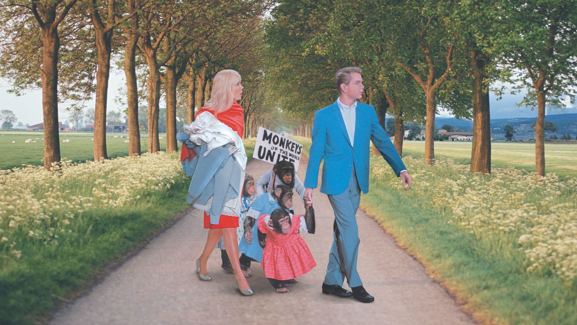 Rentrez chez-vous les singes