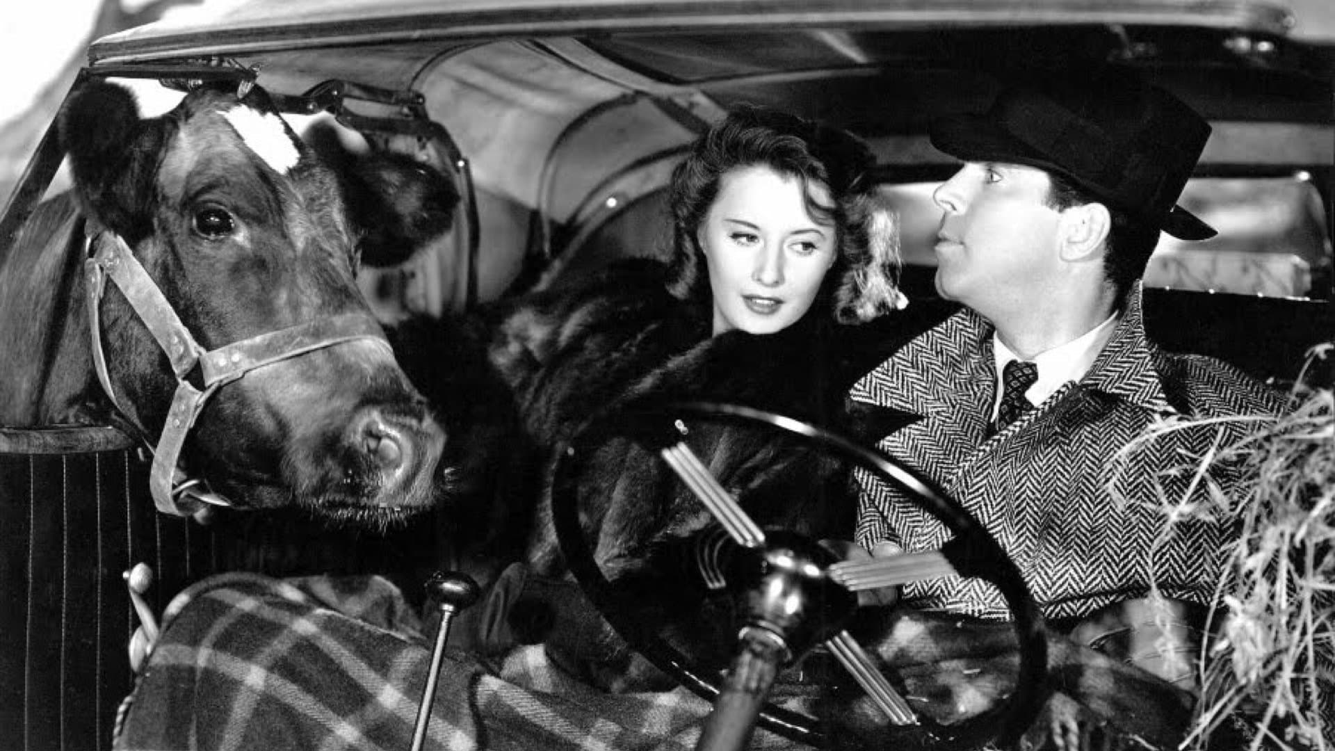 L'Aventure d'une nuit