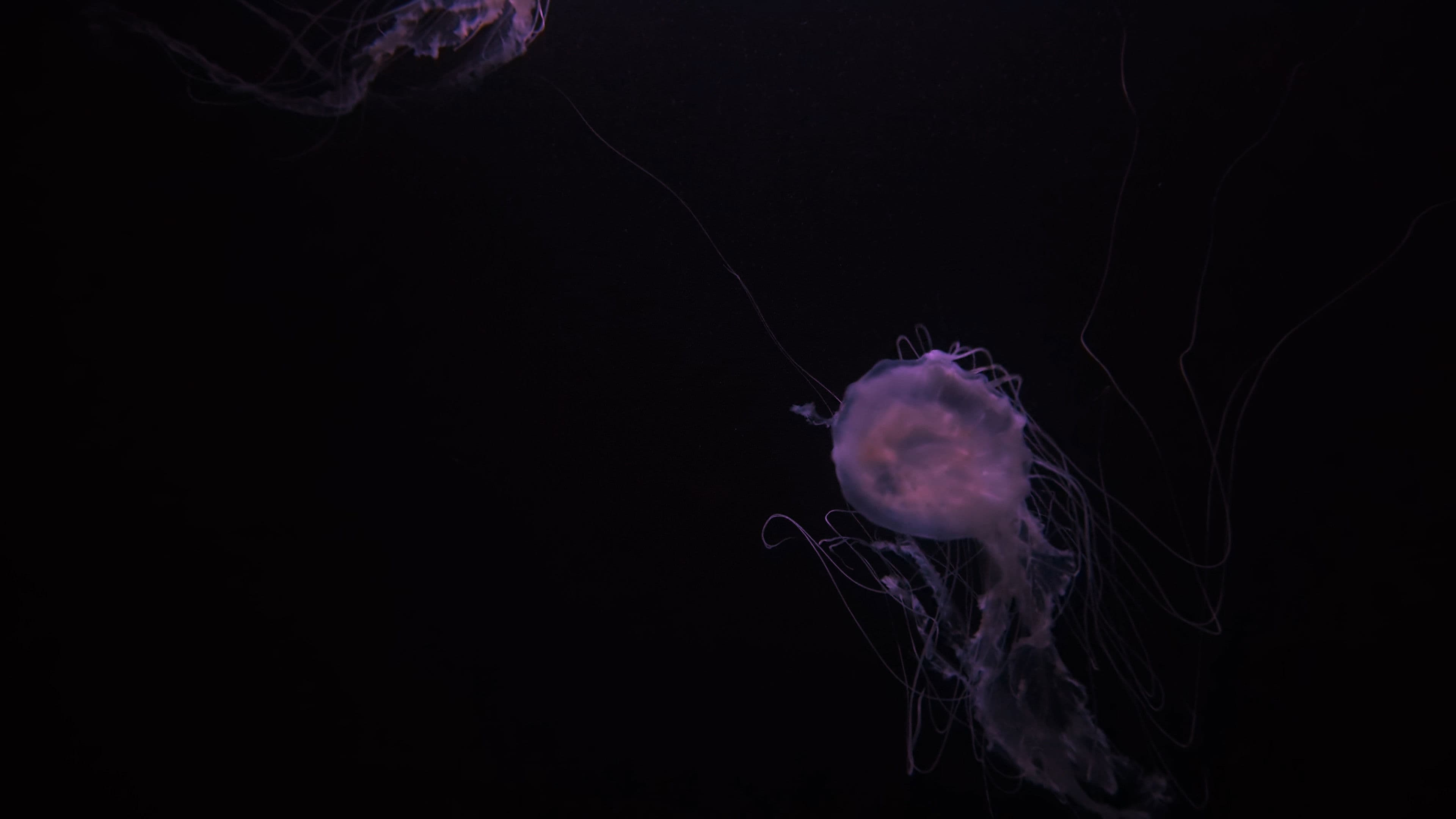 De Minnaar van de Godheid