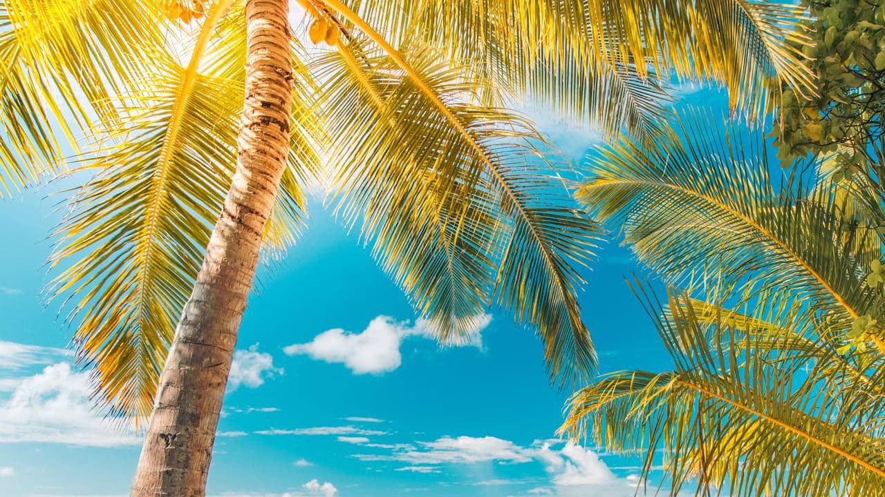 A la découverte des Caraïbes