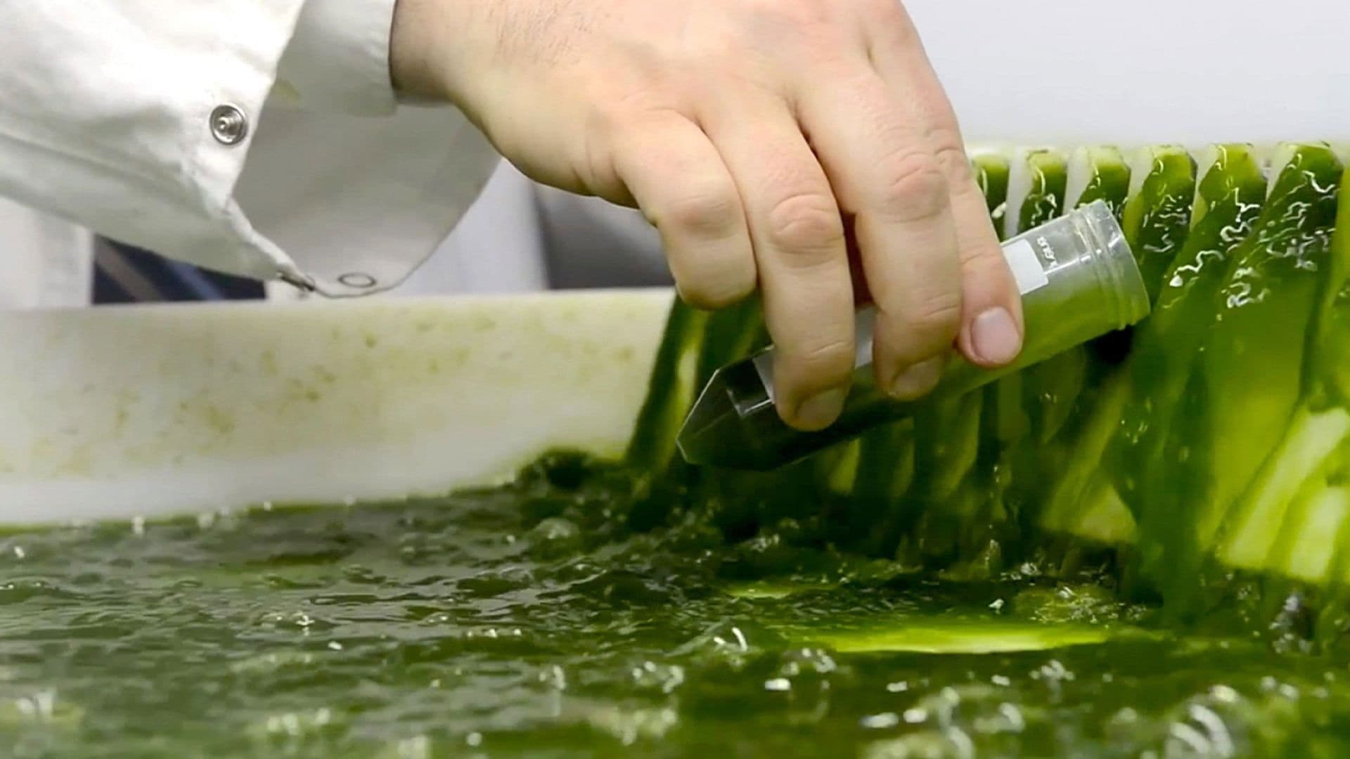 Les Algues : Des pouvoirs insoupçonnés