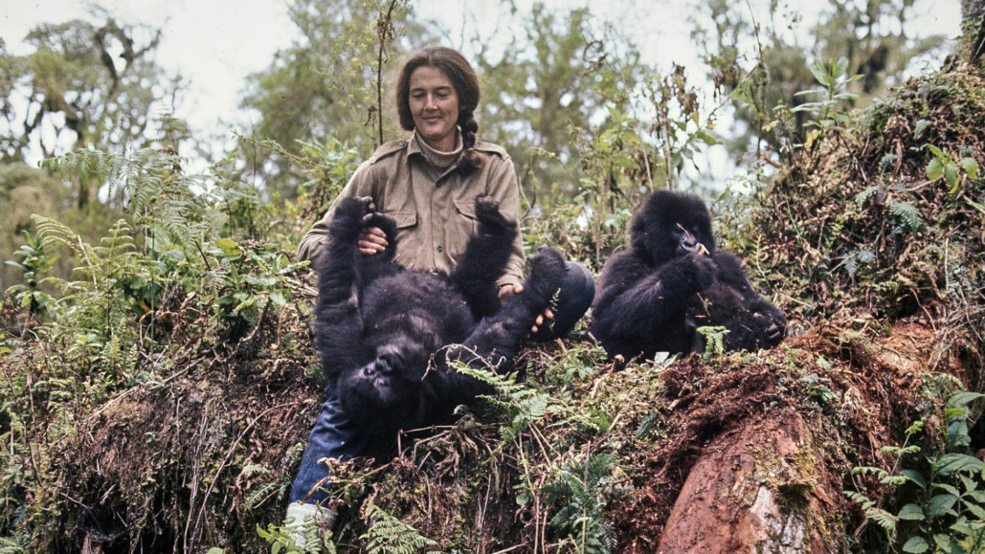 Dian Fossey, la femme-gorille
