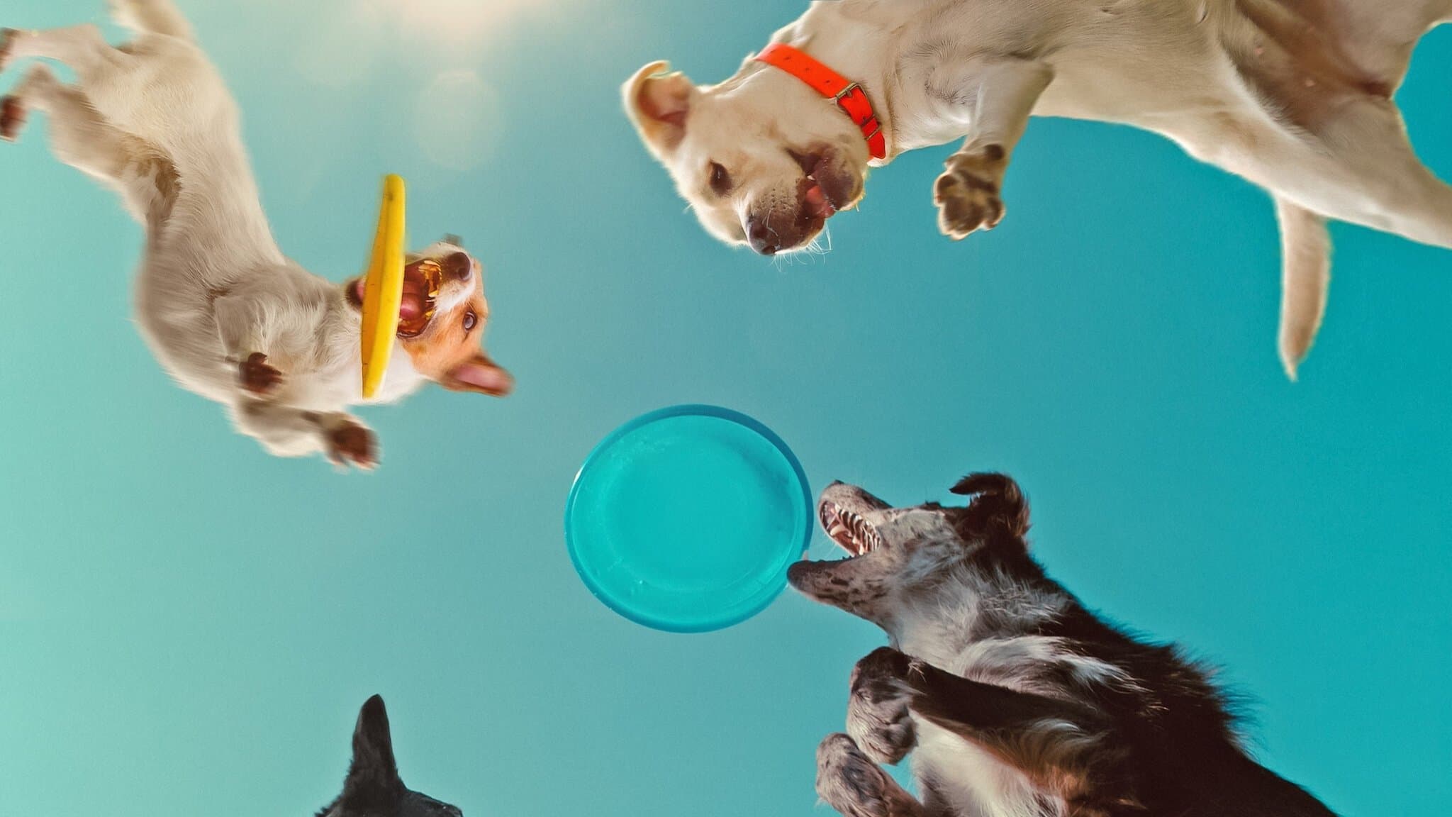 Caractères de chiens