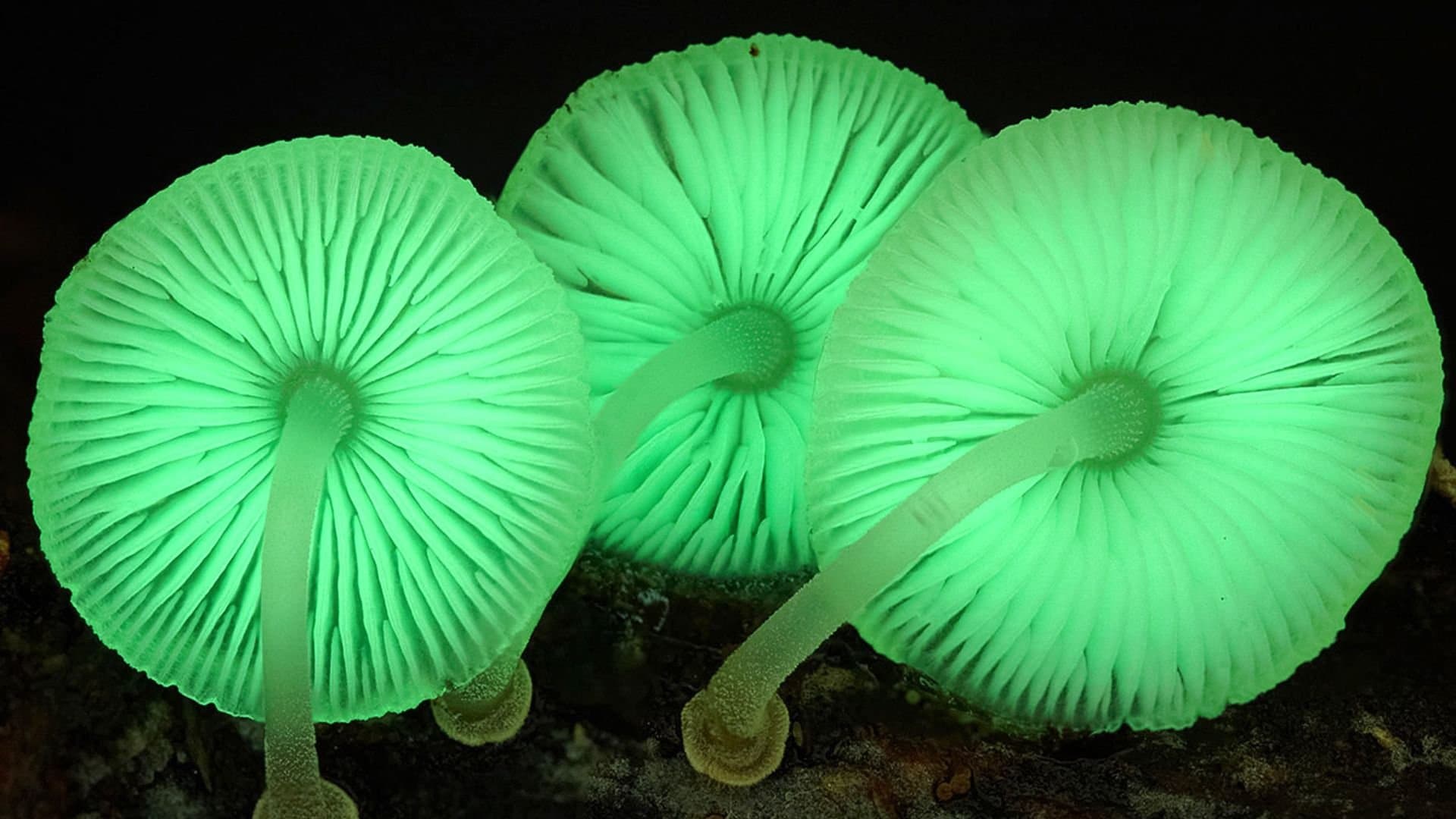 Au royaume des champignons