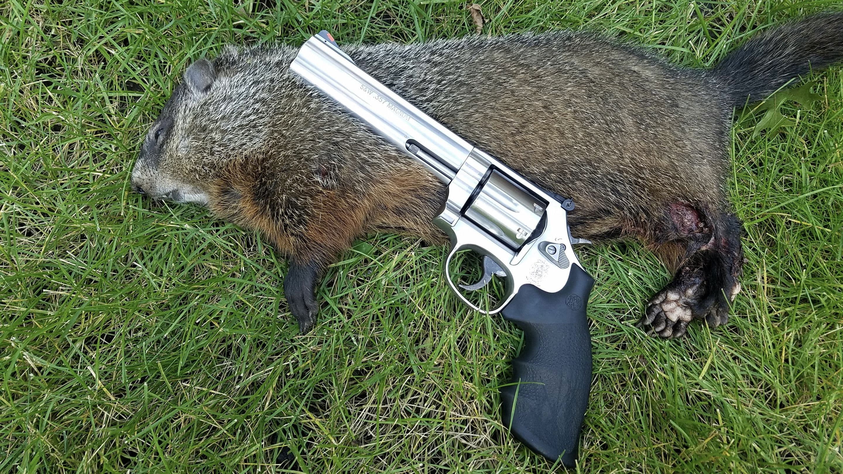 Mr. Groundhog meets Santa Claus