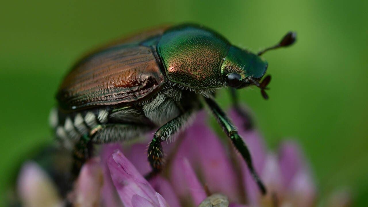 La grande parade des insectes - Coléoptères