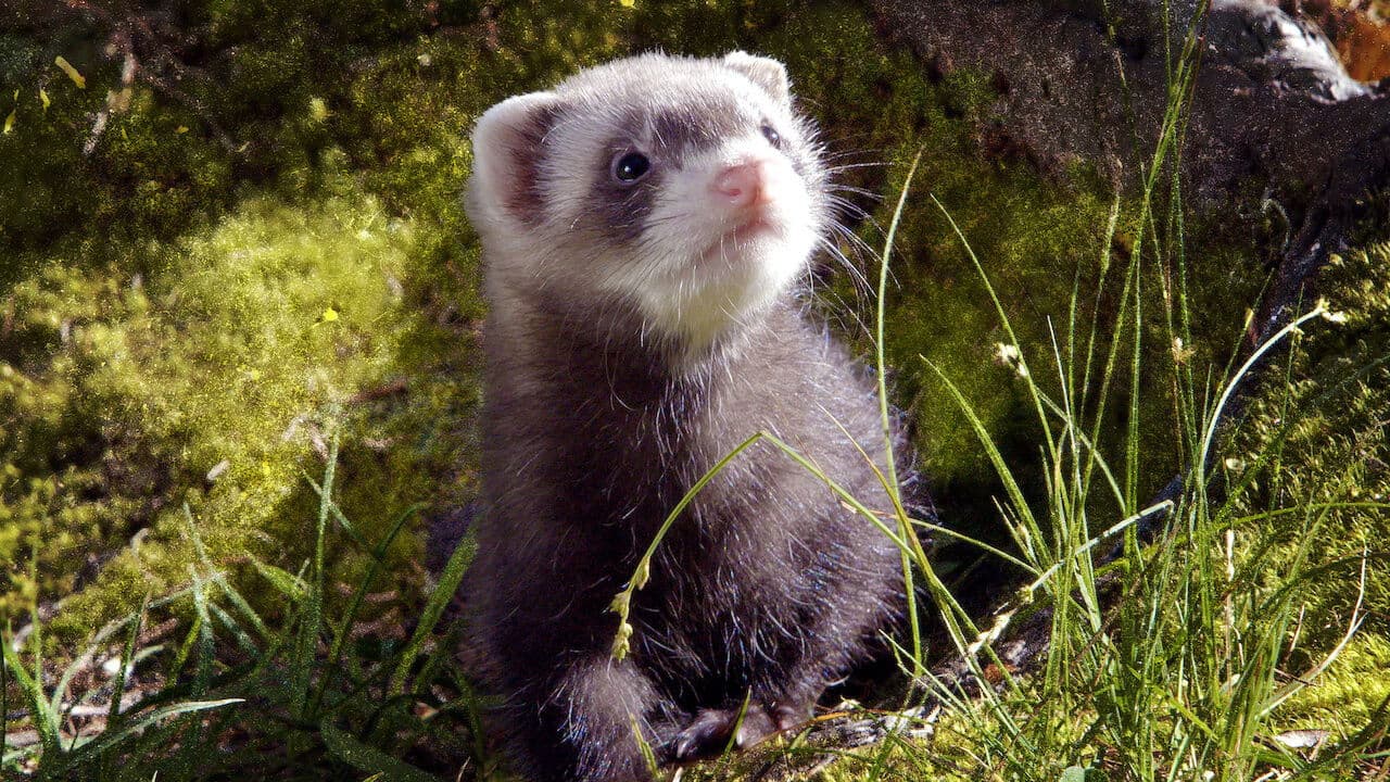 Lungau - Wildnis im Herzen der Tauern