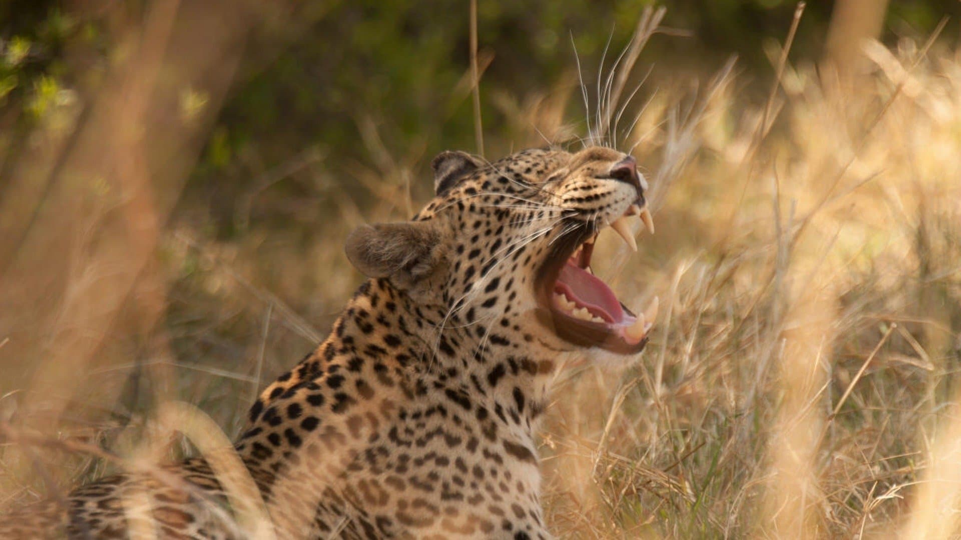 Journal d'un jeune léopard