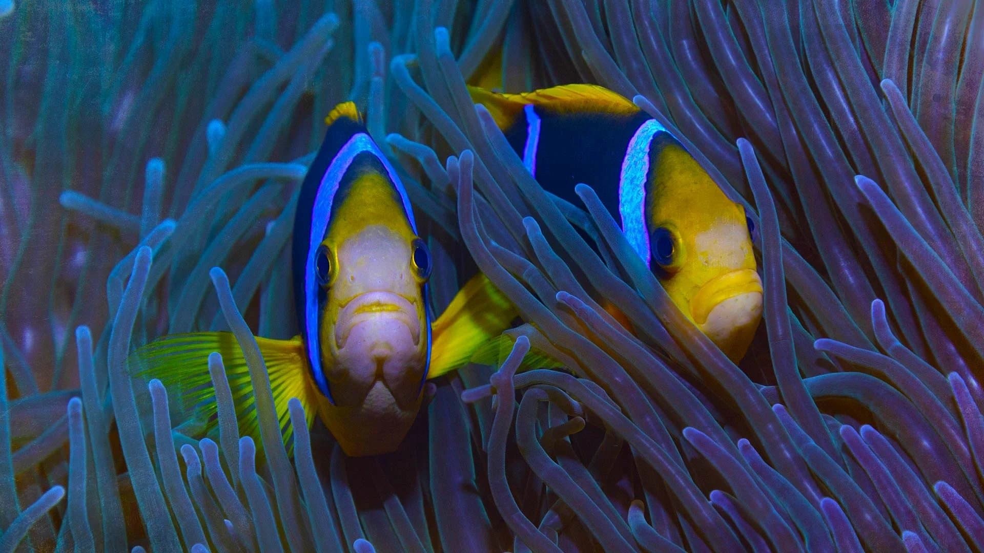 Paradis en danger : L’île de Niue