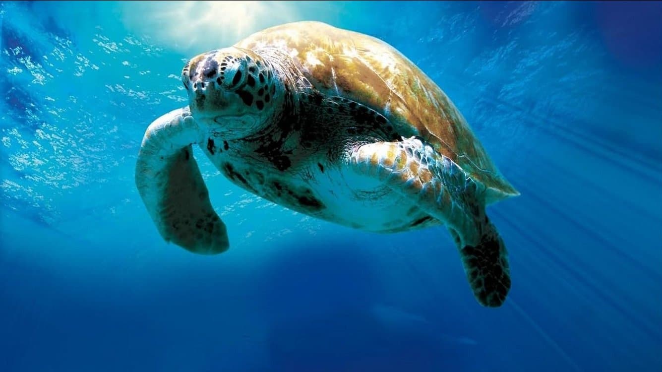 L'incroyable odyssée