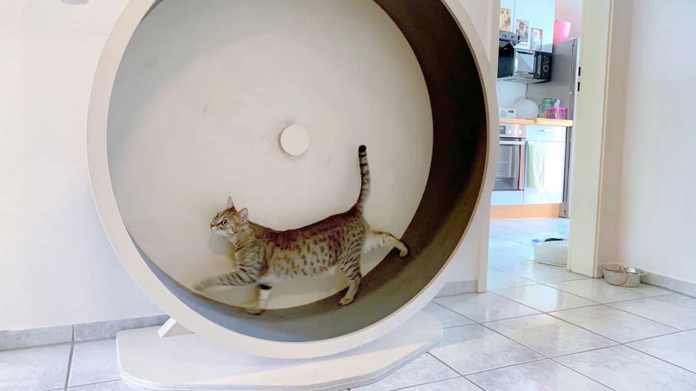 Le Monde secret des chats