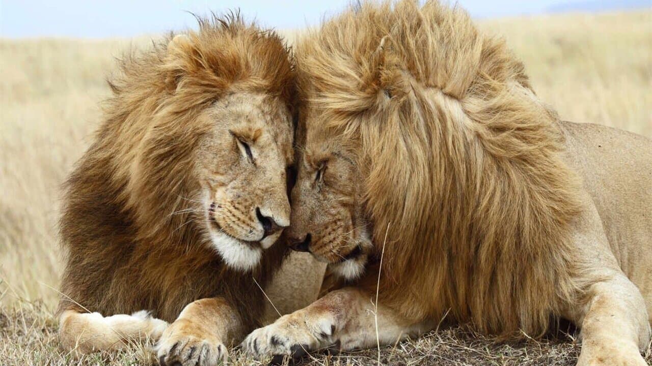 Second Nature: Gender and Sexuality in the Animal World