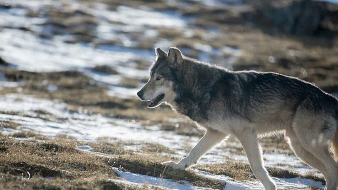 Loups solitaires en toute liberté