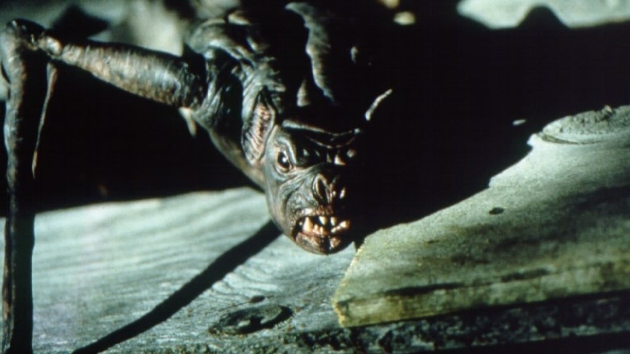 La nuit des chauves-souris