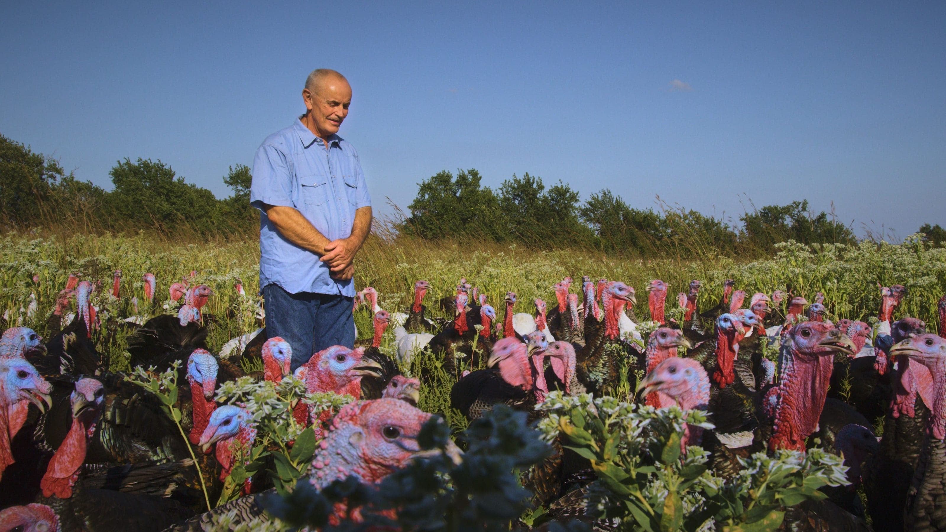 Faut-Il Manger Des Animaux ?