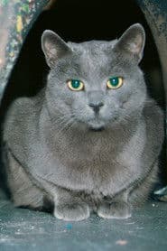 Slavko (Aki) the cat