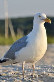 seagull
