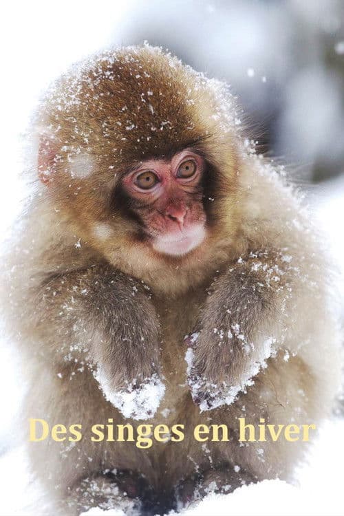 Des singes en hiver : les macaques japonais