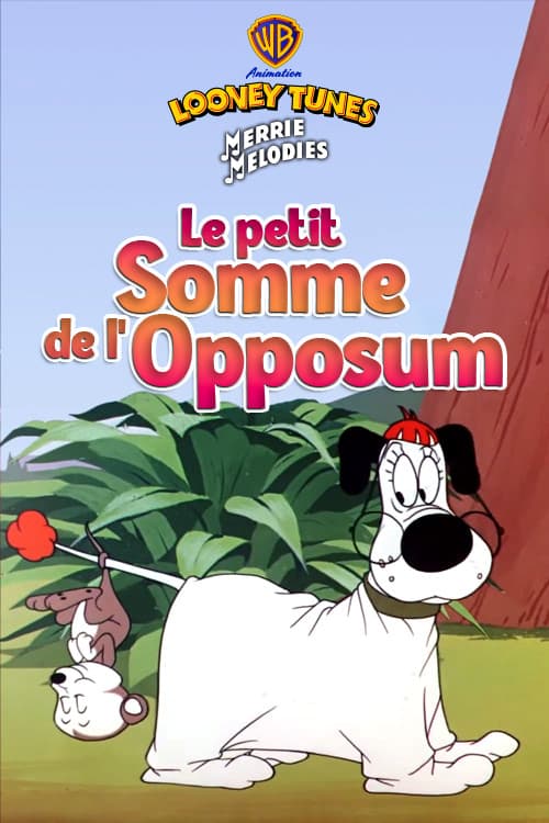 Le petit somme de l'opossum