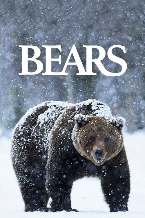 IMAX Nature - l'Ours