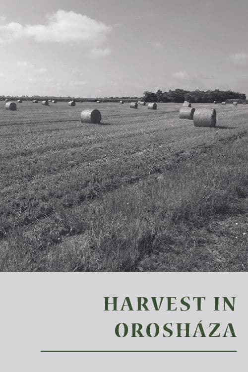 Arat az orosházi 'Dózsa'