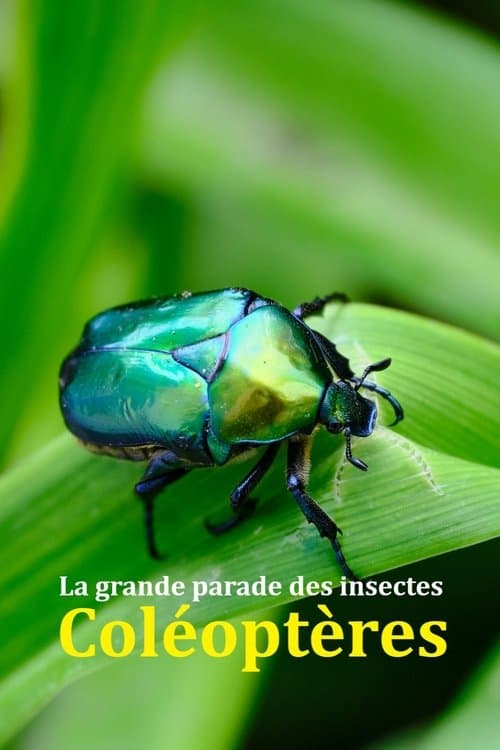 La grande parade des insectes - Coléoptères