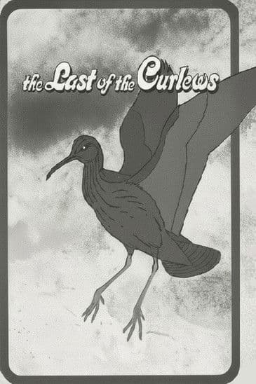 The Last of the Curlews
