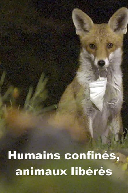 Humains confinés, animaux libérés