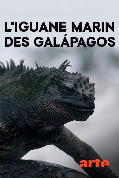 L'iguane marin des Galápagos : une mystérieuse disparition