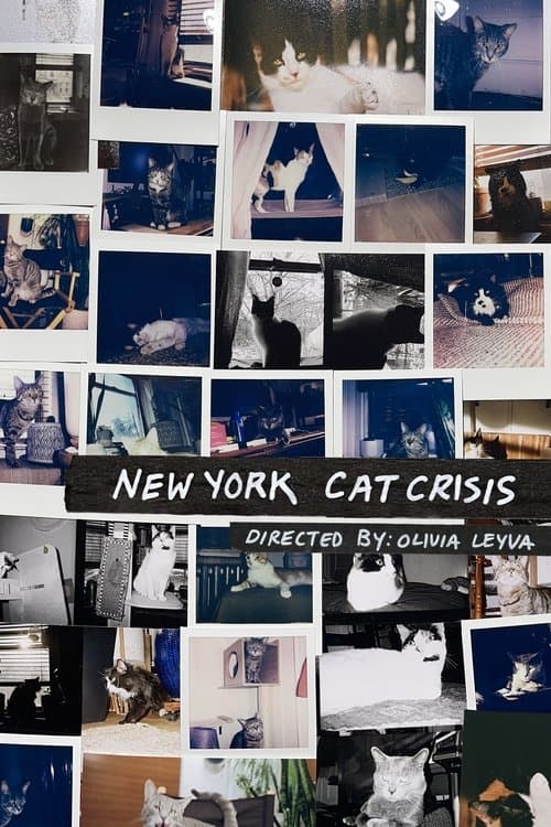 New York Cat Crisis